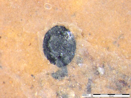 Tracheophyta