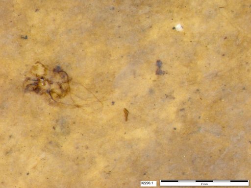 Genus sp