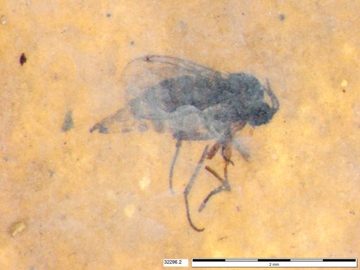 Diptera