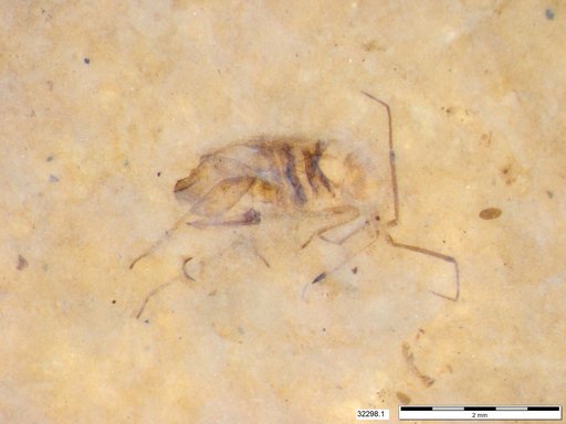 Genus sp