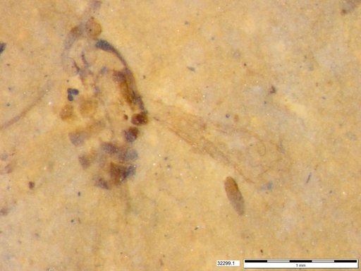 Chaoboridae