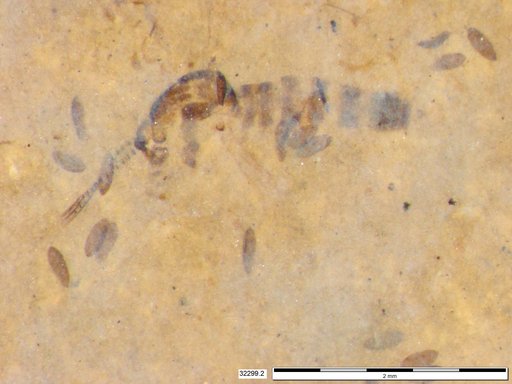 Chaoboridae