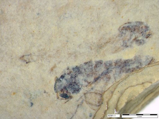 Genus sp