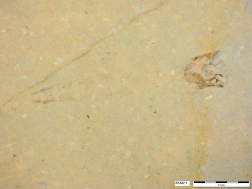 Chaoboridae