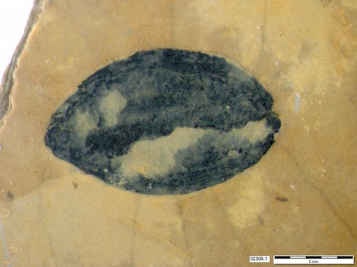 Tracheophyta