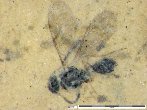 Diapriidae