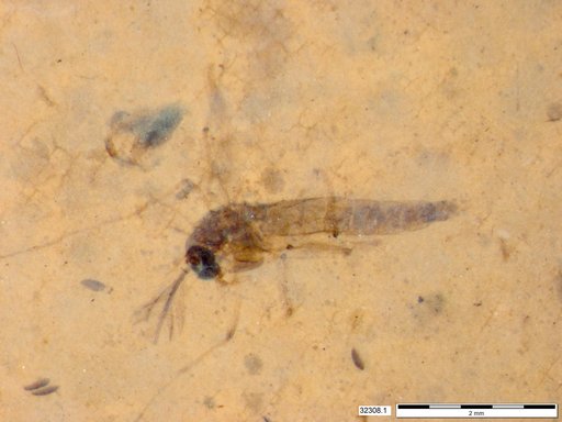 Genus sp
