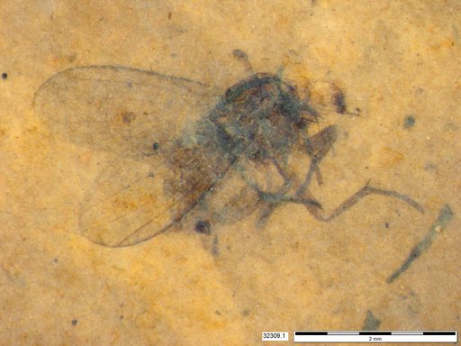 Diptera