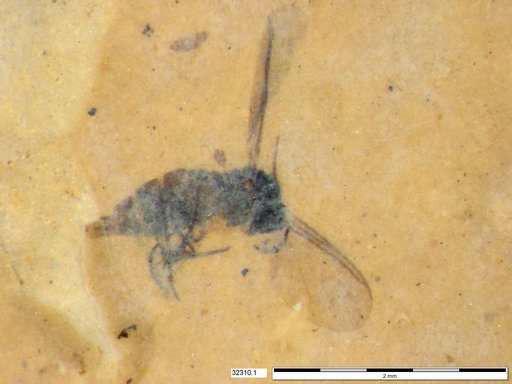 Diptera