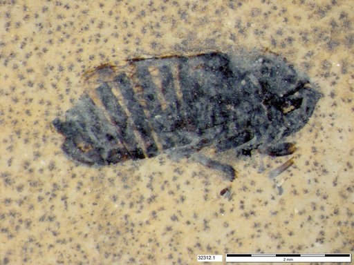 Genus sp