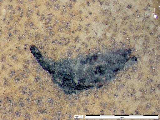 Tracheophyta