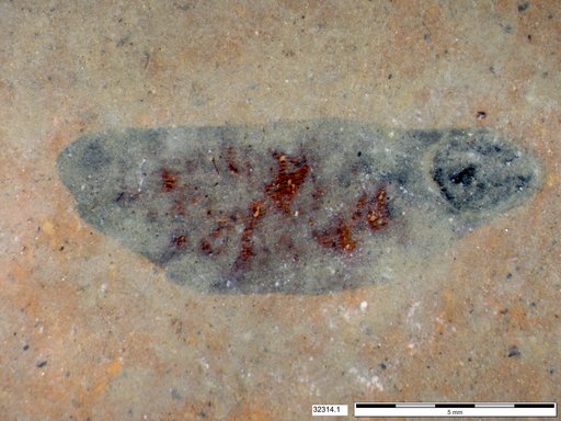 Tracheophyta