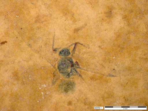 Formicidae