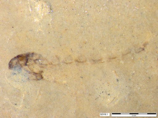 Genus sp