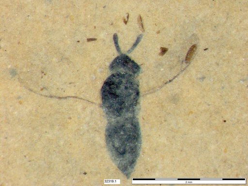 Genus sp