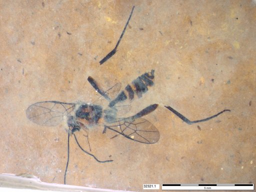 Braconidae