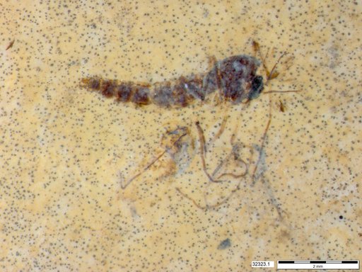 Genus sp