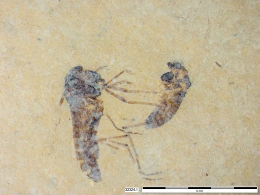 Diptera