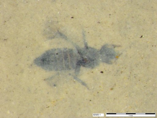 Genus sp
