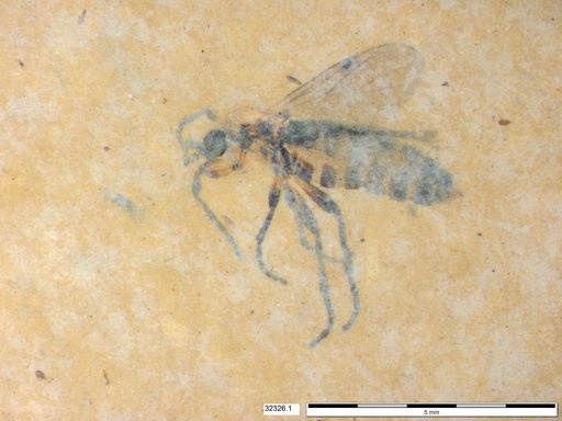 Genus sp