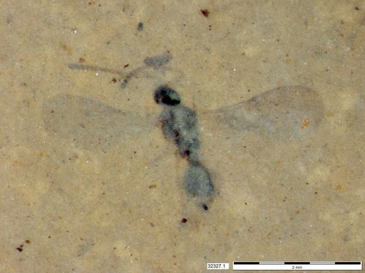 Diapriidae