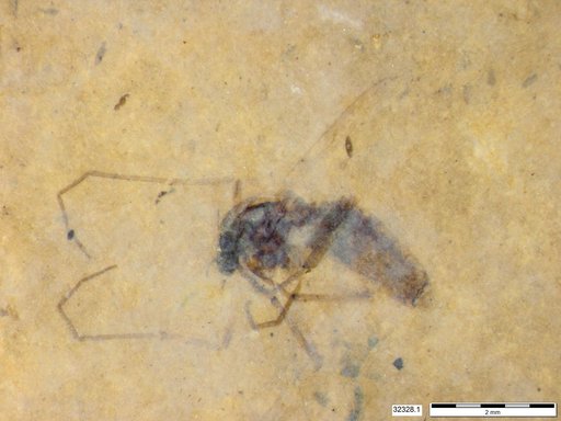 Diptera