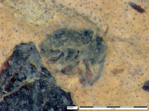 Genus sp