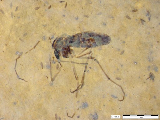 Diptera