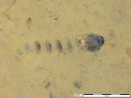 Genus sp