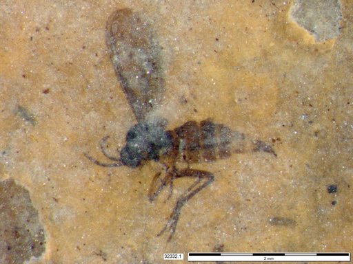 Sciaridae