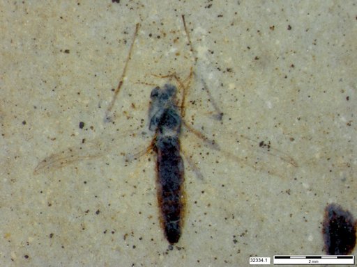 Genus sp