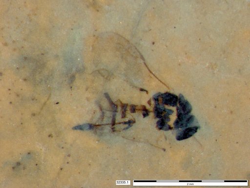 Genus sp