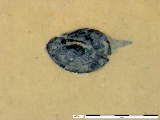 Tracheophyta