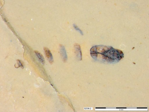 Genus sp