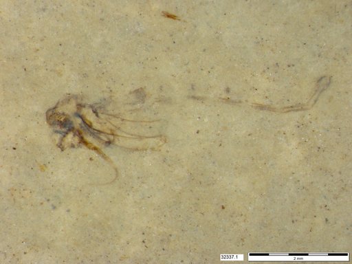 Genus sp