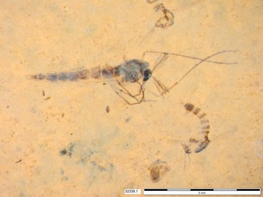 Genus sp