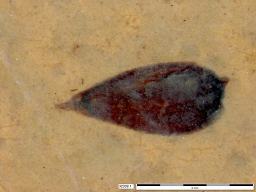 Tracheophyta