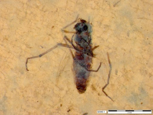 Diptera