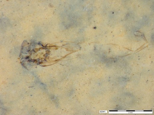 Genus sp