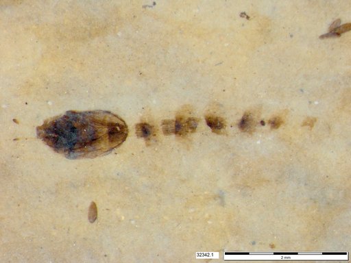 Genus sp
