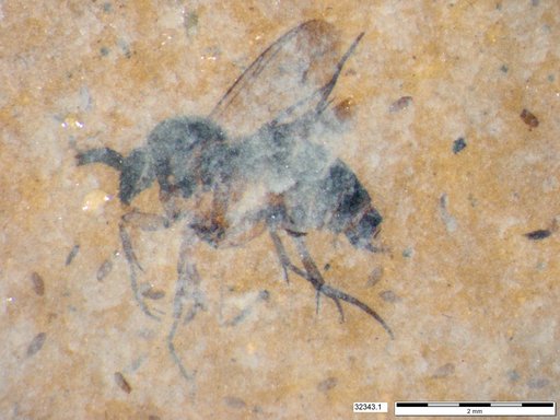 Mycetophilidae