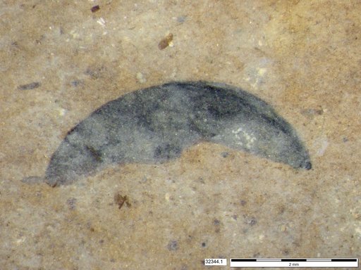 Tracheophyta