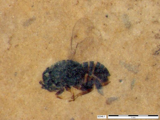 Genus sp