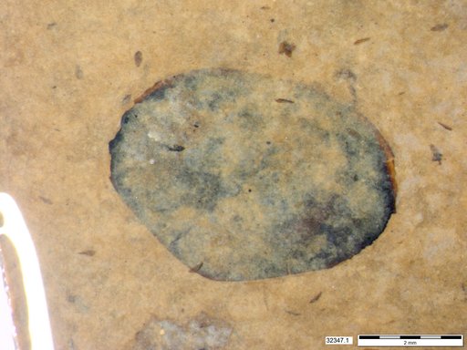 Genus sp
