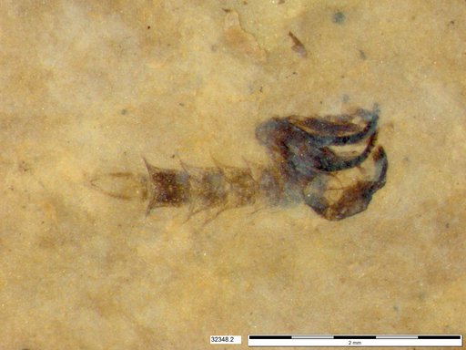 Chaoboridae