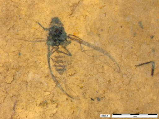 Aphididae
