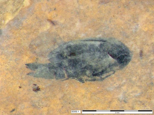 Mordellidae