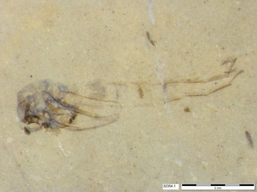 Genus sp