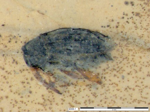 Genus sp