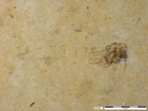 Genus sp